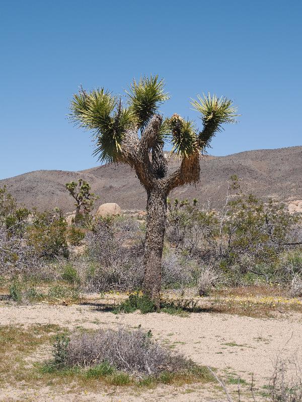 Joshua Tree National Park, California (CA): Arch Rock Nature Trail: Joshua Tree (Yucca brevifolia)