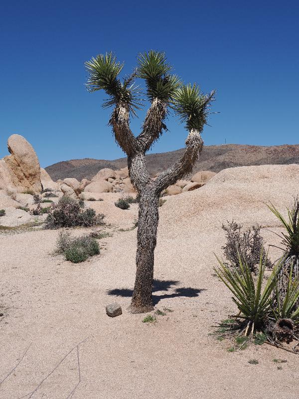 Joshua Tree National Park, California (CA): Arch Rock Nature Trail: Joshua Tree (Yucca brevifolia)