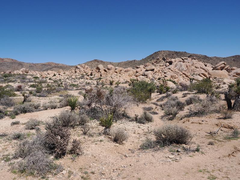 Joshua Tree National Park, California (CA): Arch Rock Nature Trail: view of rocks and hills