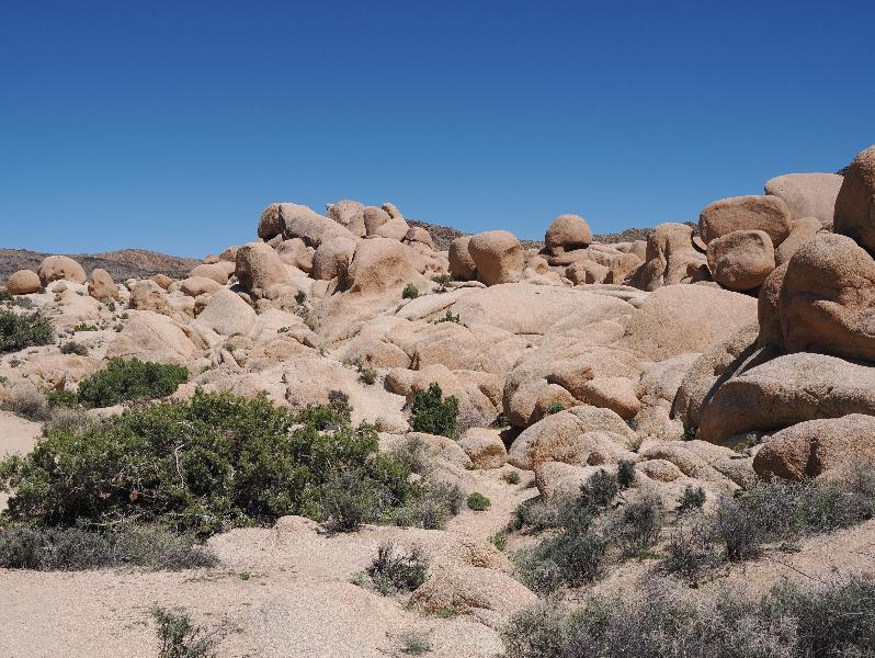 Joshua Tree National Park, California (CA): Arch Rock Nature Trail: view of rocks