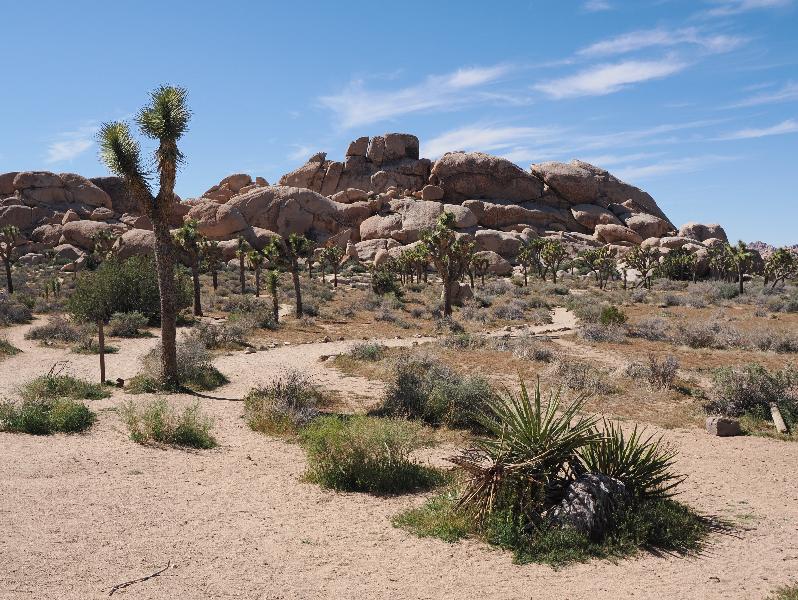 Joshua Tree National Park, California (CA): Hall of Horrors: view