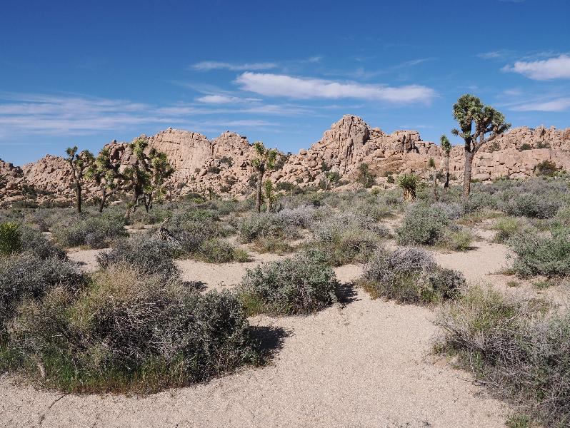 Joshua Tree National Park, California (CA): Hidden Valley Trail: view