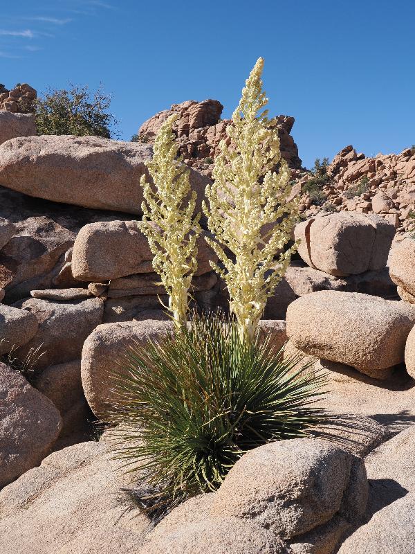 Joshua Tree National Park, California (CA): Hidden Valley Trail: flowering Yucca