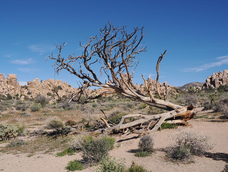 Joshua Tree National Park, California (CA): Hidden Valley Trail: dead tree