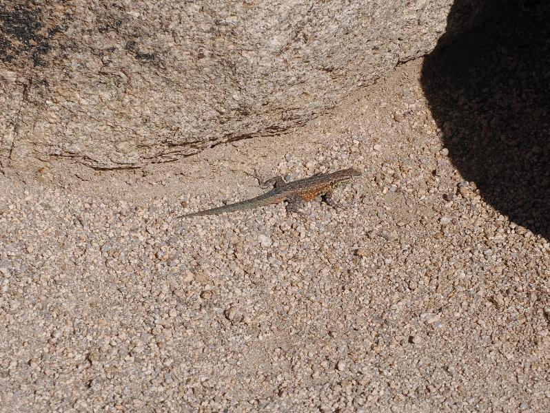 Joshua Tree National Park, California (CA): Hidden Valley Trail: Western (or Great Basin) Fence lizard (Sceloporus occidentalis) (?)