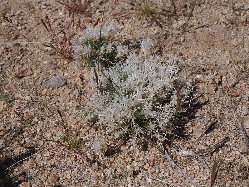 Mojave National Preserve, California (CA): Black Canyon Road: Desert fluff-grass (Dasyochloa pulchella) (?)