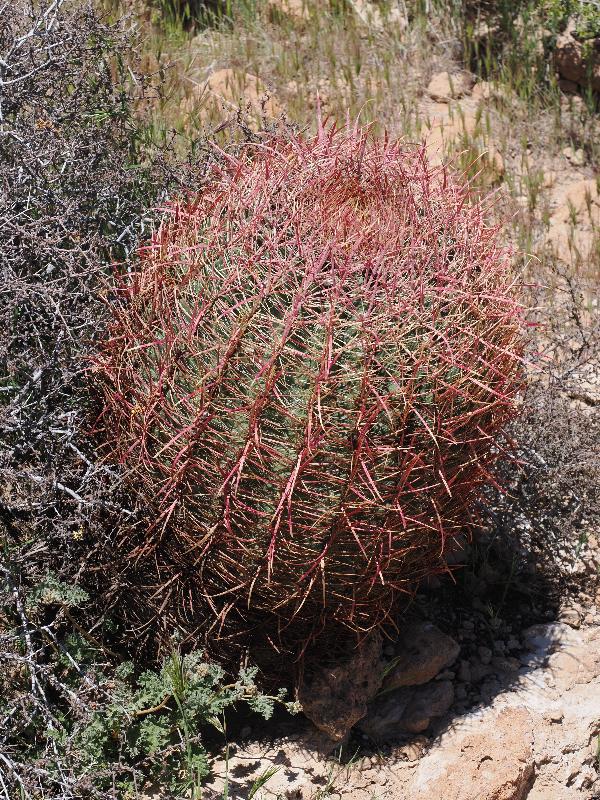 Mojave National Preserve, California (CA): Rings Loop Trail: California Barrel Cactus (Ferocactus cylindraceus) (?)