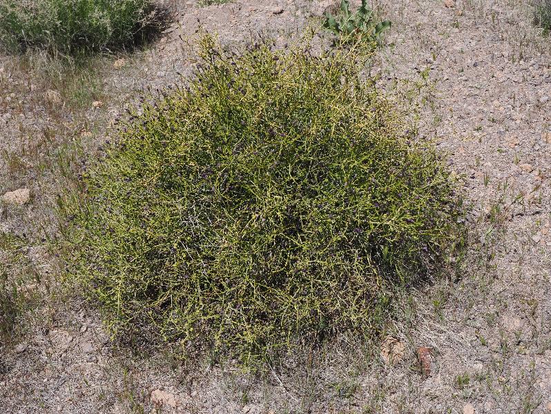 Mojave National Preserve, California (CA): Rings Loop Trail: Turpentine Broom (Thamnosma montana) (?)