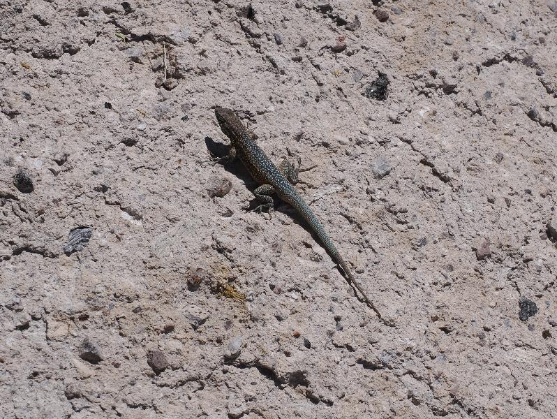 Mojave National Preserve, California (CA): Rings Loop Trail: Western Side-blotched lizard (Uta stansburiana elegans) (?)
