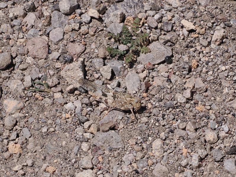 Mojave National Preserve, California (CA): Rings Loop Trail: Grasshopper