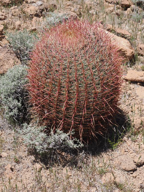 Mojave National Preserve, California (CA): Rings Loop Trail: California Barrel Cactus (Ferocactus cylindraceus) (?)