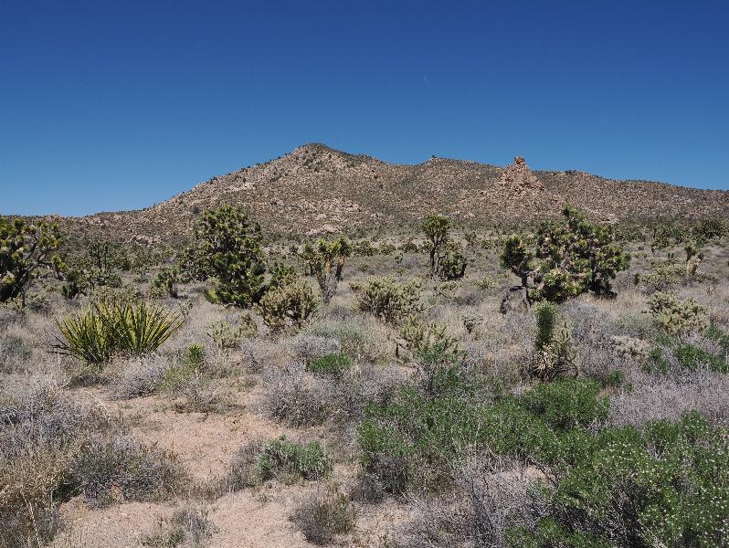 Mojave National Preserve, California (CA): Cedar Canyon Road: view