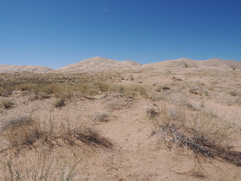 Mojave National Preserve, California (CA): Kelso Sand Dunes: view of dunes