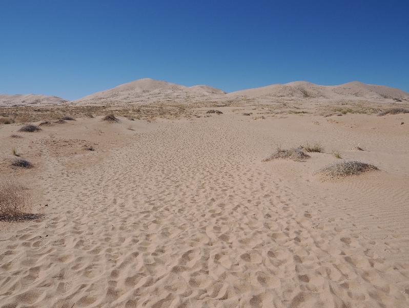 Mojave National Preserve, California (CA): Kelso Sand Dunes: view of dunes
