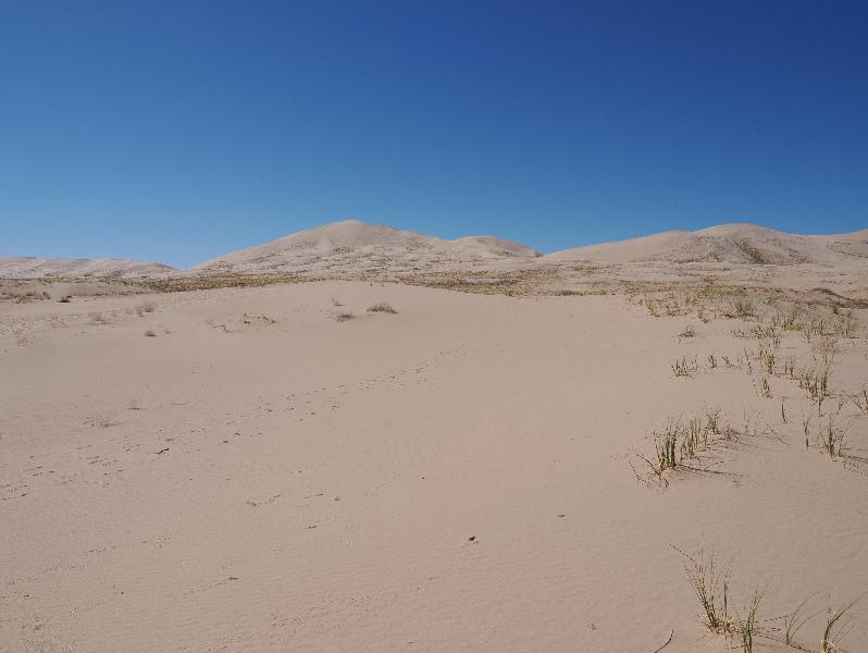 Mojave National Preserve, California (CA): Kelso Sand Dunes: view of dunes