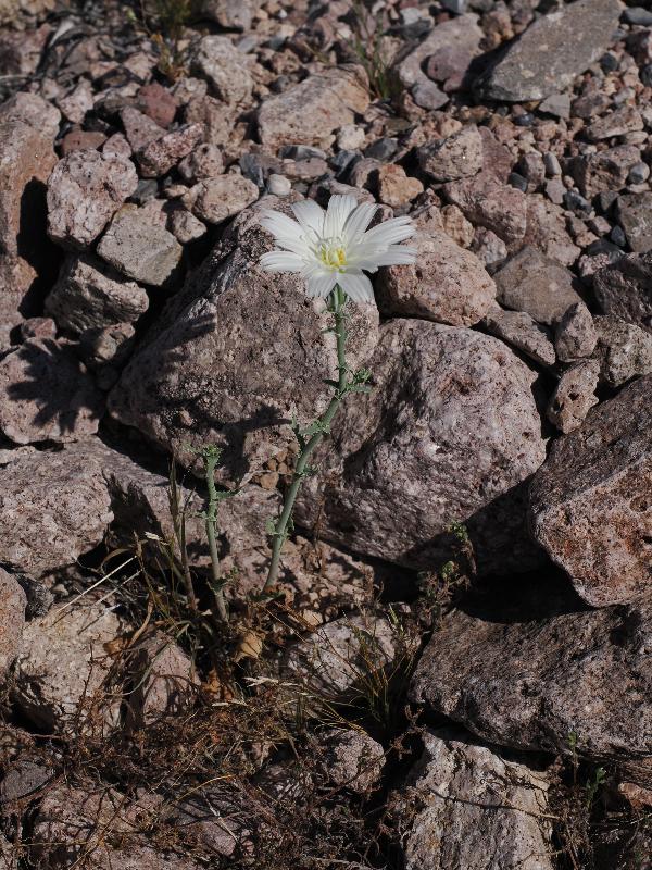 Death Valley National Park, California (CA): Route 178 / Jubilee Pass Road: Desert Chicory (Rafinesquia neomexicana) (?)