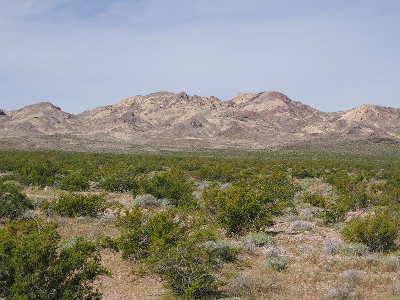 Death Valley National Park, California (CA): Route 178 / Jubilee Pass Road: view west (lots of Creosote Bushes)