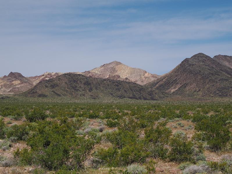 Death Valley National Park, California (CA): Route 178 / Jubilee Pass Road: view northwest (lots of Creosote Bushes)