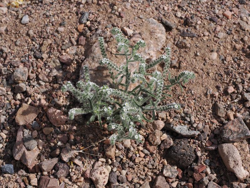 Death Valley National Park, California (CA): Route 178 / Jubilee Pass Road: Cryptantha utahensis (?)