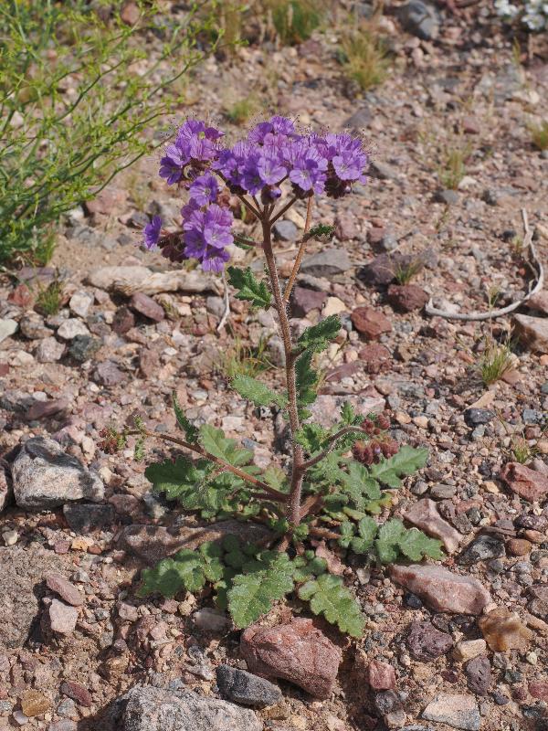Death Valley National Park, California (CA): Route 178 / Jubilee Pass Road: Phacelia crenulata (?)