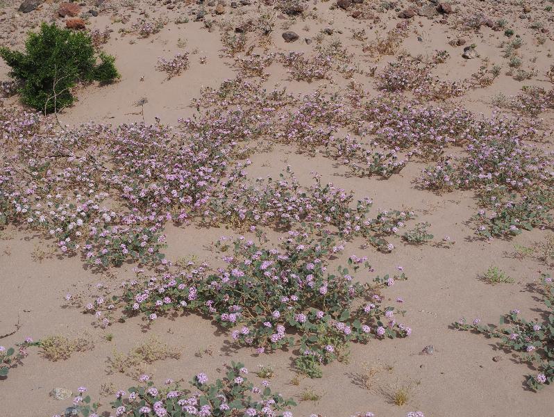 Death Valley National Park, California (CA): Route 178 / Jubilee Pass Road: Sand Verbena (Abronia)