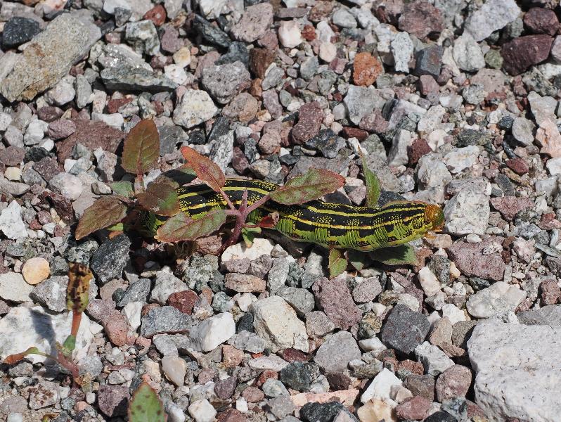 Death Valley National Park, California (CA): Badwater Road: Hyles lineata caterpillar