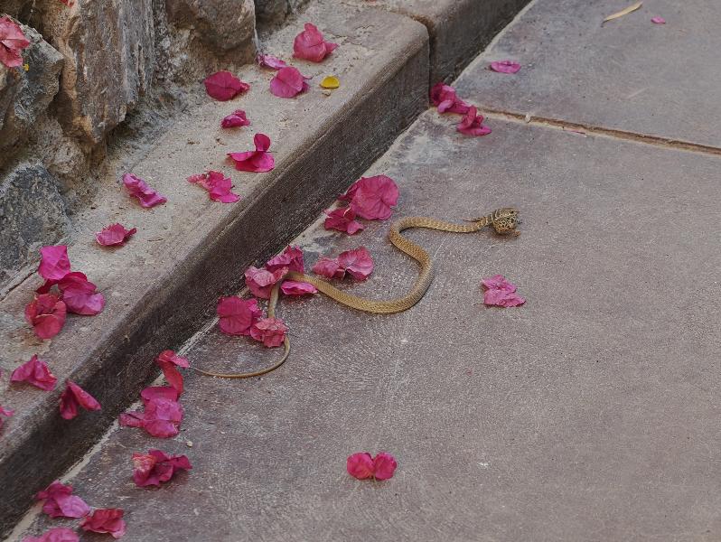 Death Valley National Park, California (CA): The Inn at Death Valley: Coachwhip snake eating a lizard