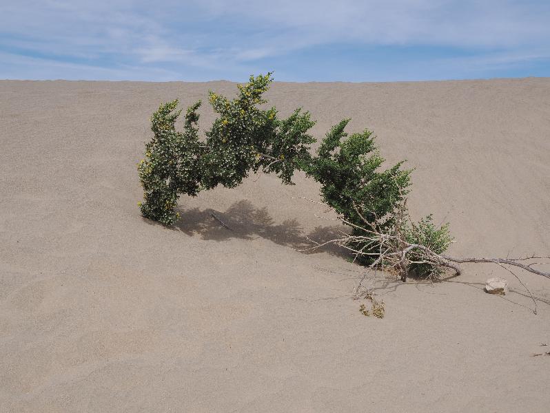Death Valley National Park, California (CA): Mesquite Flat Sand Dunes: Creosote Bush (Larrea tridentata)