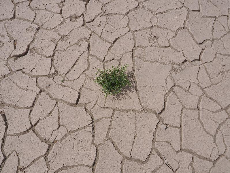 Death Valley National Park, California (CA): Mesquite Flat Sand Dunes: small plant growing in dried mud