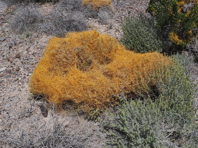 Death Valley National Park, California (CA): Scotty's Castle Road: Toothed Dodder, Witch's Hair (Cuscuta denticulata)