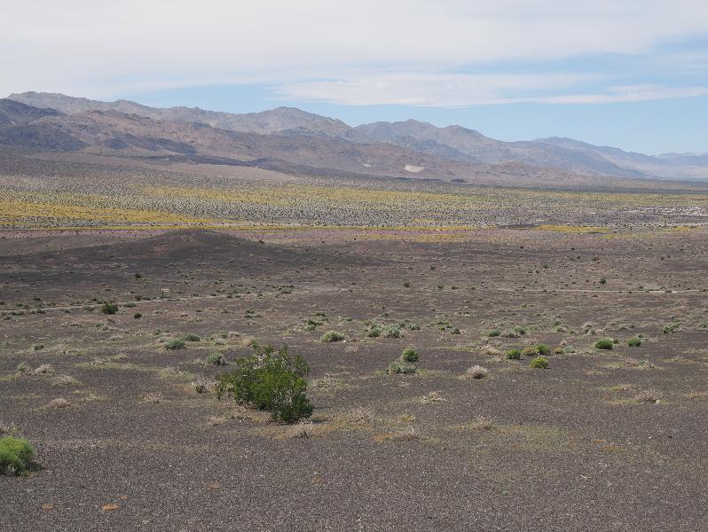 Death Valley National Park, California (CA): Ubehebe Crater: nearby yellow and purple flower carpet