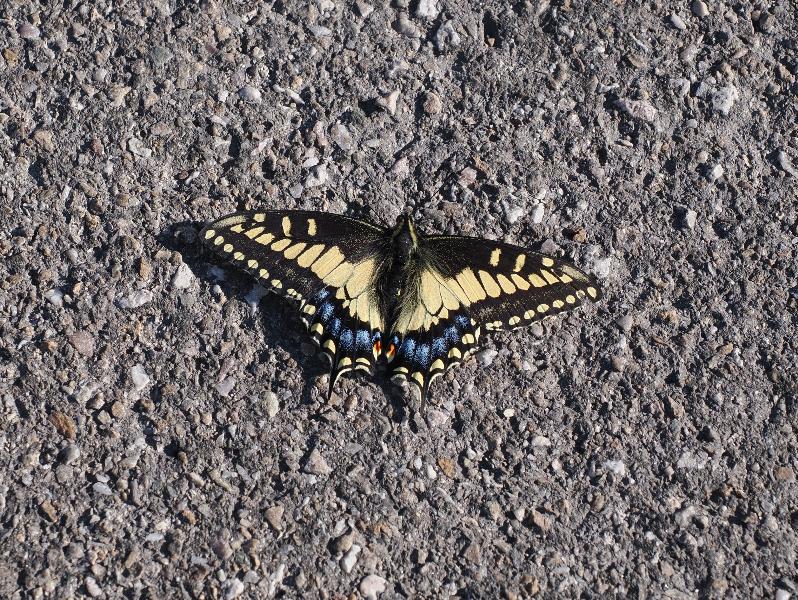 Death Valley National Park, California (CA): Dante's View: Anise Swallowtail (Papilio zelicaon)