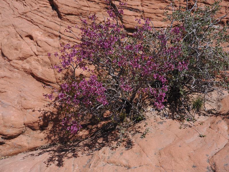 Red Rock Canyon National Conservation Area, Nevada, NV: Sandstone Quarry / Calico Tanks: Western Rosebud (Cercis orbiculata)