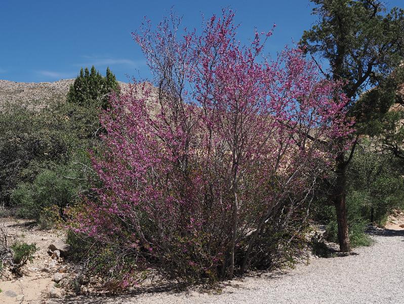 Red Rock Canyon National Conservation Area, Nevada, NV: Sandstone Quarry / Calico Tanks: Western Rosebud (Cercis orbiculata)