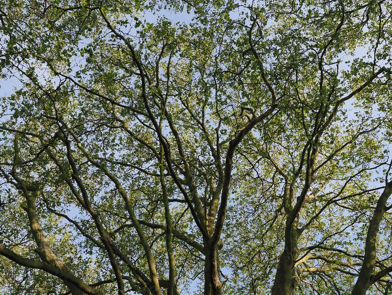 Cambridge, England: Jesus Green: Plane trees canopy