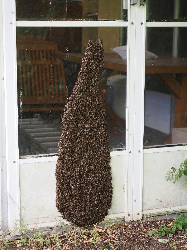 Cambridge, England: Histon Road: bee swarm