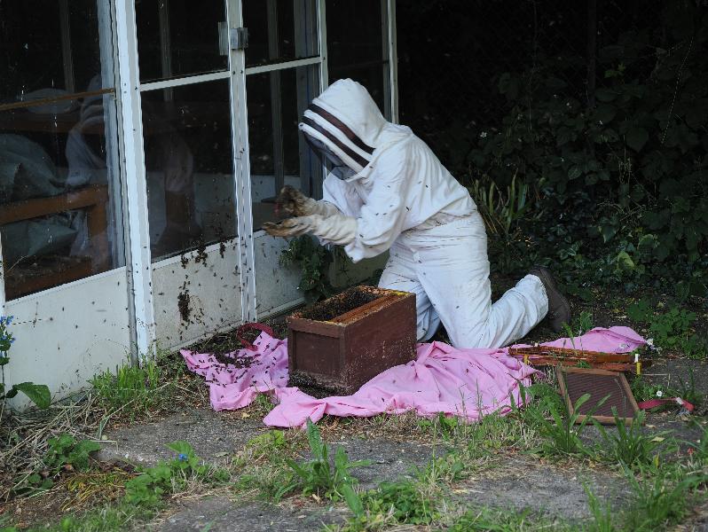 Cambridge, England: Histon Road: bee person collecting bees