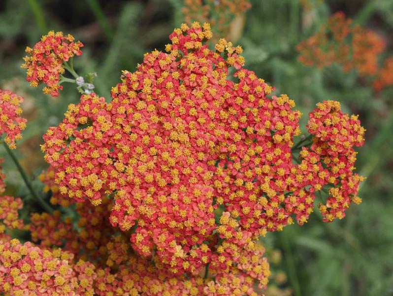 Cambridge, England: St Catharine's College: orange-red Achillea