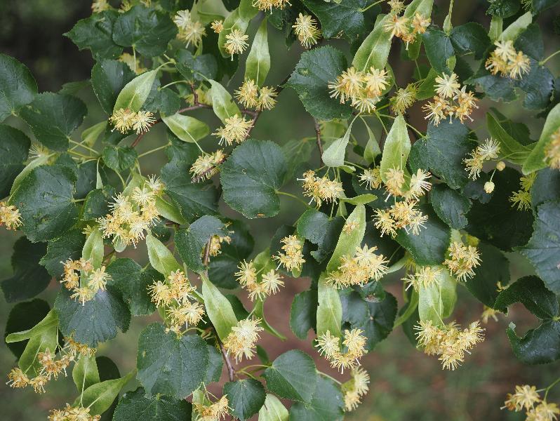 Cambridge, England: Botanic Garden: Small-leaved Lime (Tilia cordata) flowers
