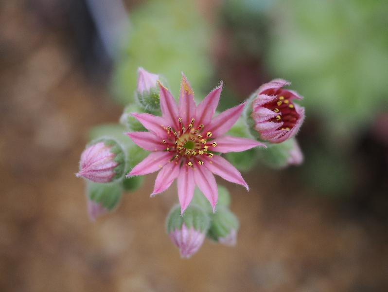 Cambridge, England: Botanic Garden: Sempervivum 'Kramer's Spinard' flower