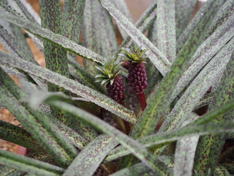 Cambridge, England: Botanic Garden: Dwarf Pineapple Lilyi (Eucomis vandermerwe) fruit