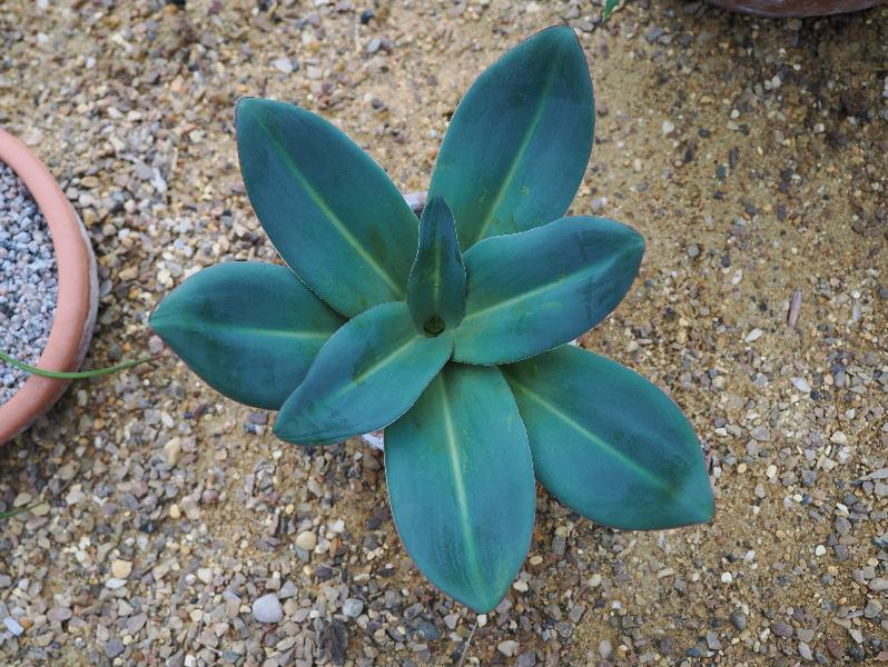 Cambridge, England: Botanic Garden: Eucomis schijffii