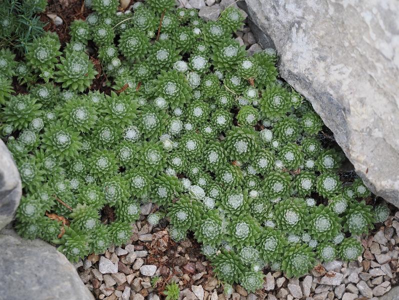 Cambridge, England: Botanic Garden: Cobweb House-leek (Sempervivum arachnoideum)