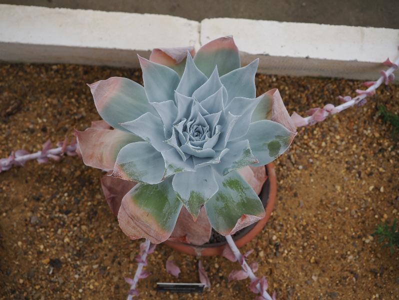 Cambridge, England: Botanic Garden: Chalk Liveforever (Dudleya pulverulenta)