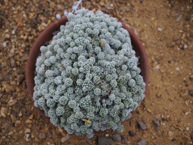 Cambridge, England: Botanic Garden: Thimble cactus (Mammillaria gracilis)