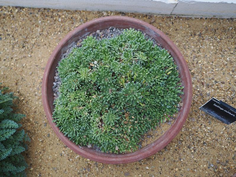 Cambridge, England: Botanic Garden: Spoon-leaved saxifrage (Saxifraga cochlearis)