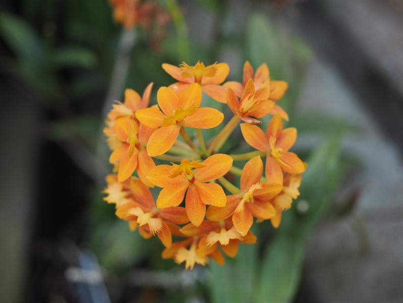 Cambridge, England: Botanic Garden: Epidendrum Ballerina orange gx flowers
