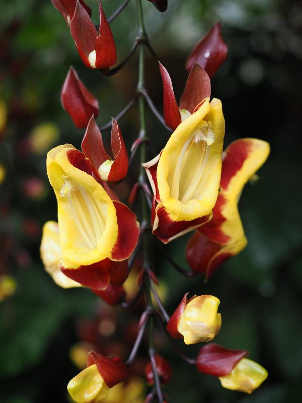 Cambridge, England: Botanic Garden: Mysore trumpetvine, Lady's Slipper Vine (Thunbergia mysorensis)