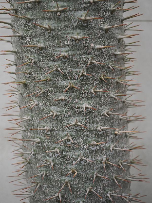 Cambridge, England: Botanic Garden: Madagascar palm (Pachypodium lamerei var. lamerei)