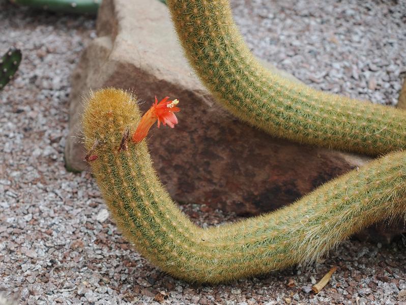 Cambridge, England: Botanic Garden: Cleistocactus candelilla